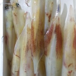 シロイカ調査 大剣ゲット