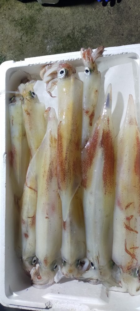 シロイカ調査 大剣ゲット