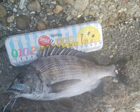 楽しい(^^)キビレ