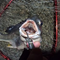 2022/05/04 南港ライトゲーム釣行