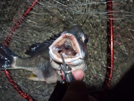 2022/05/04 南港ライトゲーム釣行