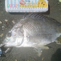 謎の巨大魚(^^)正体はエイ