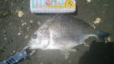 謎の巨大魚(^^)正体はエイ