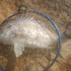 ハゼ釣り楽しいデス(^^)