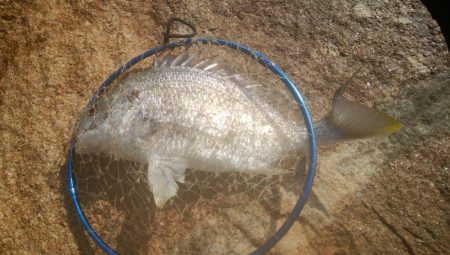 ハゼ釣り楽しいデス(^^)