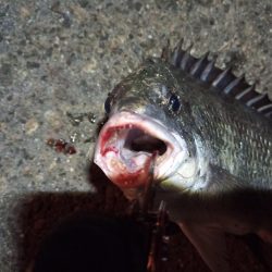 2022/05/06 南港ライトゲーム釣行