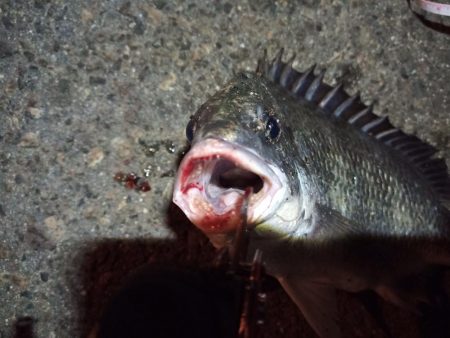 2022/05/06 南港ライトゲーム釣行