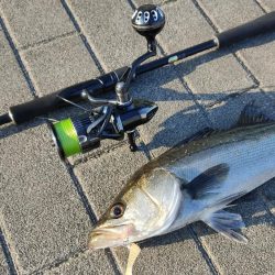 シーバス楽しい。