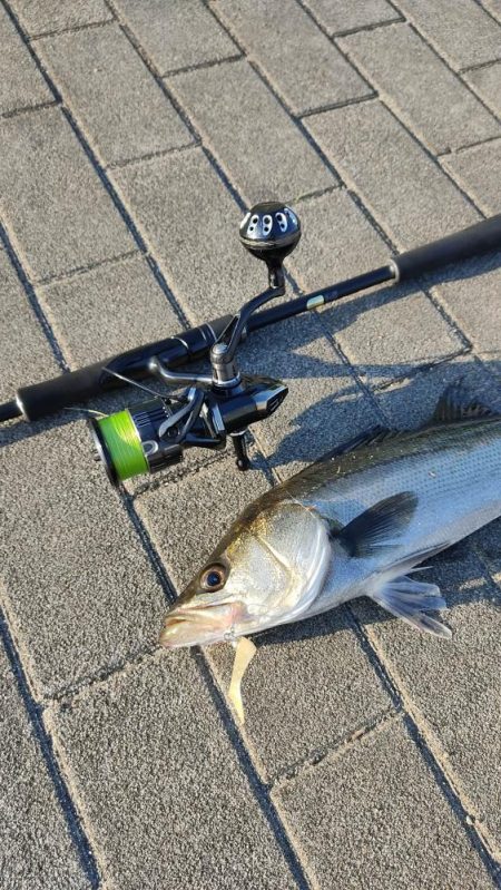 シーバス楽しい。