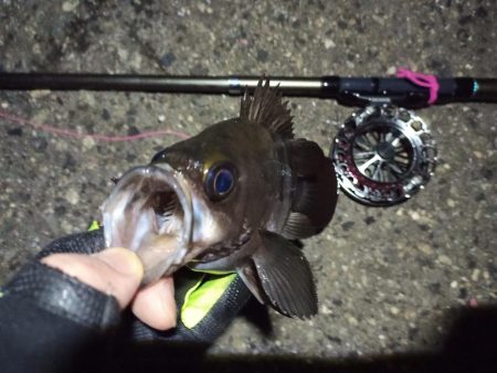 2022/05/07 南港ヘチ釣り釣行