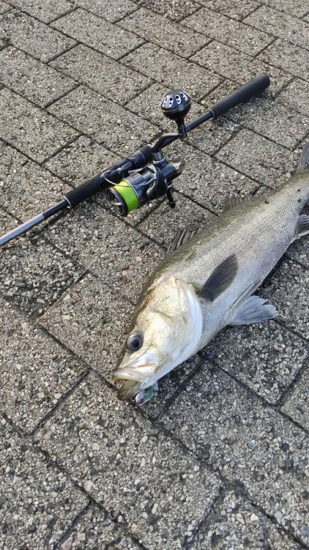 シーバス風強め