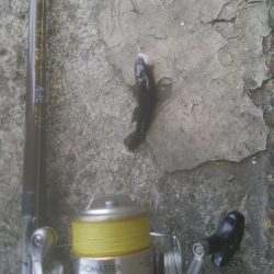 デイ　チニング絶好調( ^o^)