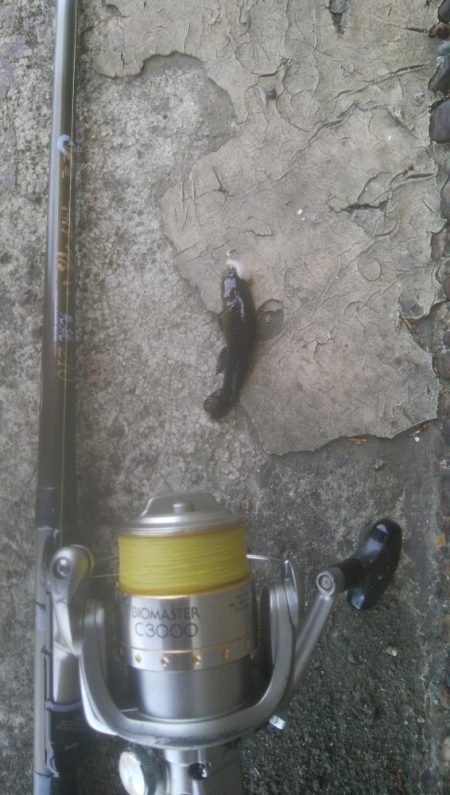 デイ　チニング絶好調( ^o^)