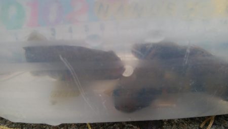 ハゼ釣り楽しいデス(^^)