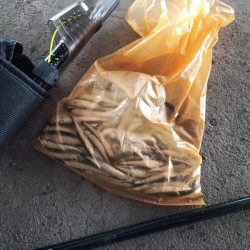 2022/05/09 大阪市内河川 稚鮎釣り