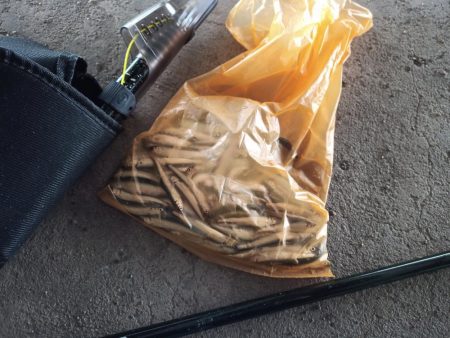 2022/05/09 大阪市内河川 稚鮎釣り