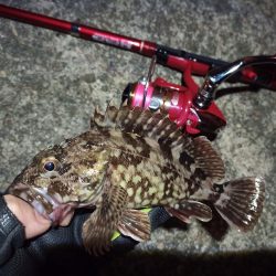 2022/05/10 南港 早朝ライトゲーム釣行