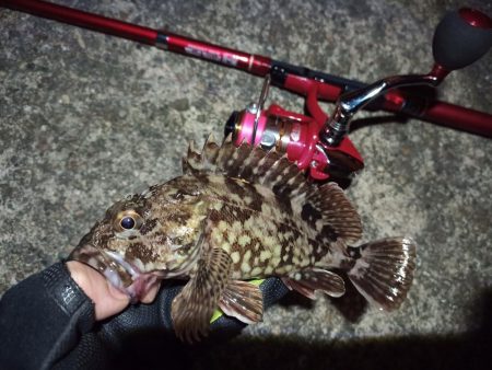 2022/05/10 南港 早朝ライトゲーム釣行