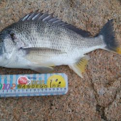 色々釣れて楽しかったデス(^^)