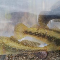 ♡ハゼ釣りは楽しいデス♡