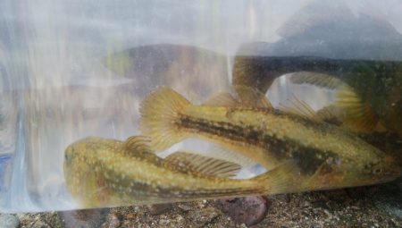 ♡ハゼ釣りは楽しいデス♡