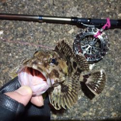 2022/05/11 南港ヘチ釣り釣行