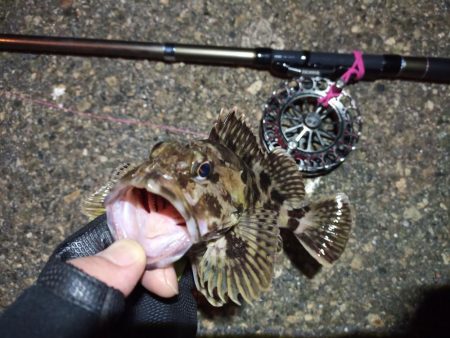 2022/05/11 南港ヘチ釣り釣行