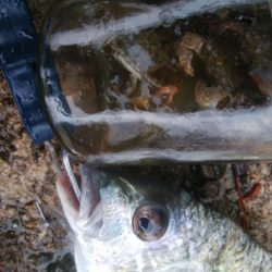 キビレ釣り(^^)楽しいデスね!