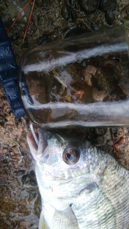 キビレ釣り(^^)楽しいデスね!