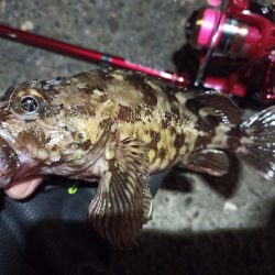 2022/05/14 南港ライトゲーム釣行