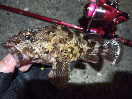 2022/05/14 南港ライトゲーム釣行