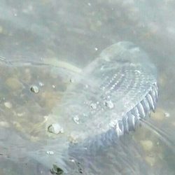 キャスティングキビレゲーム(^^)