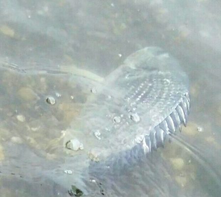 キャスティングキビレゲーム(^^)