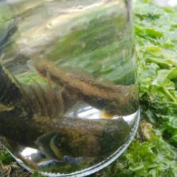 14匹Get!チヌ・キビレ(^^)