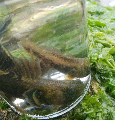 14匹Get!チヌ・キビレ(^^)