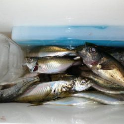 アジの回遊ありました