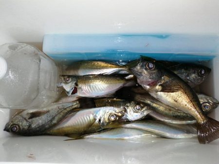 アジの回遊ありました