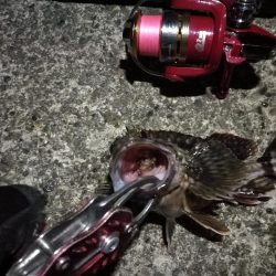 2022/05/18 南港ライトゲーム釣行