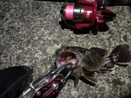 2022/05/18 南港ライトゲーム釣行