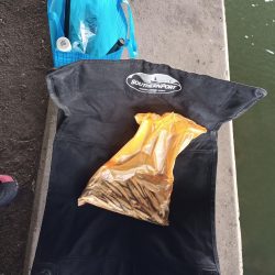 2022/05/19 大阪市内河川 稚鮎釣り