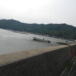 初イカ記録更新