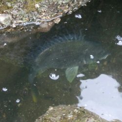 キビレ釣りは楽しい(^^)