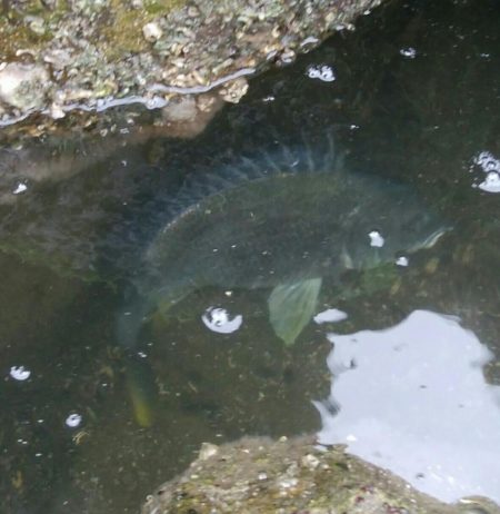 キビレ釣りは楽しい(^^)