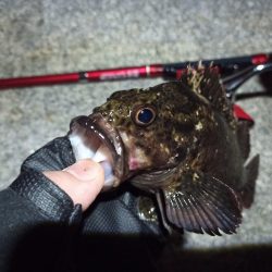 2022/05/20 南港ライトゲーム釣行 ~短時間~