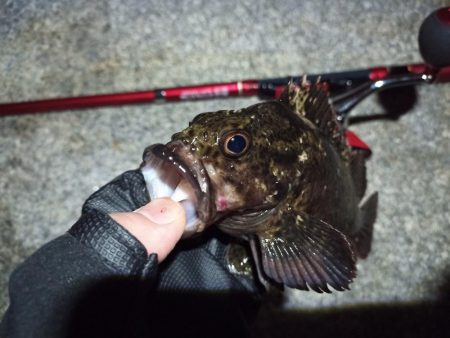 2022/05/20 南港ライトゲーム釣行 ~短時間~