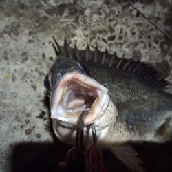 2022/05/21 南港ヘチ釣り釣行