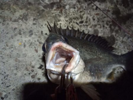 2022/05/21 南港ヘチ釣り釣行