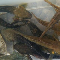 (^^)絶好調!!タケノコメバル