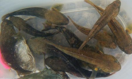 (^^)絶好調!!タケノコメバル