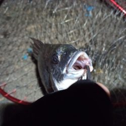 2022/05/22 南港ヘチ釣り釣行　～短時間～